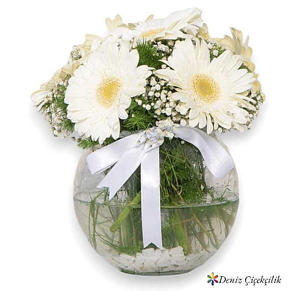 Vazoda Beyaz Gerbera