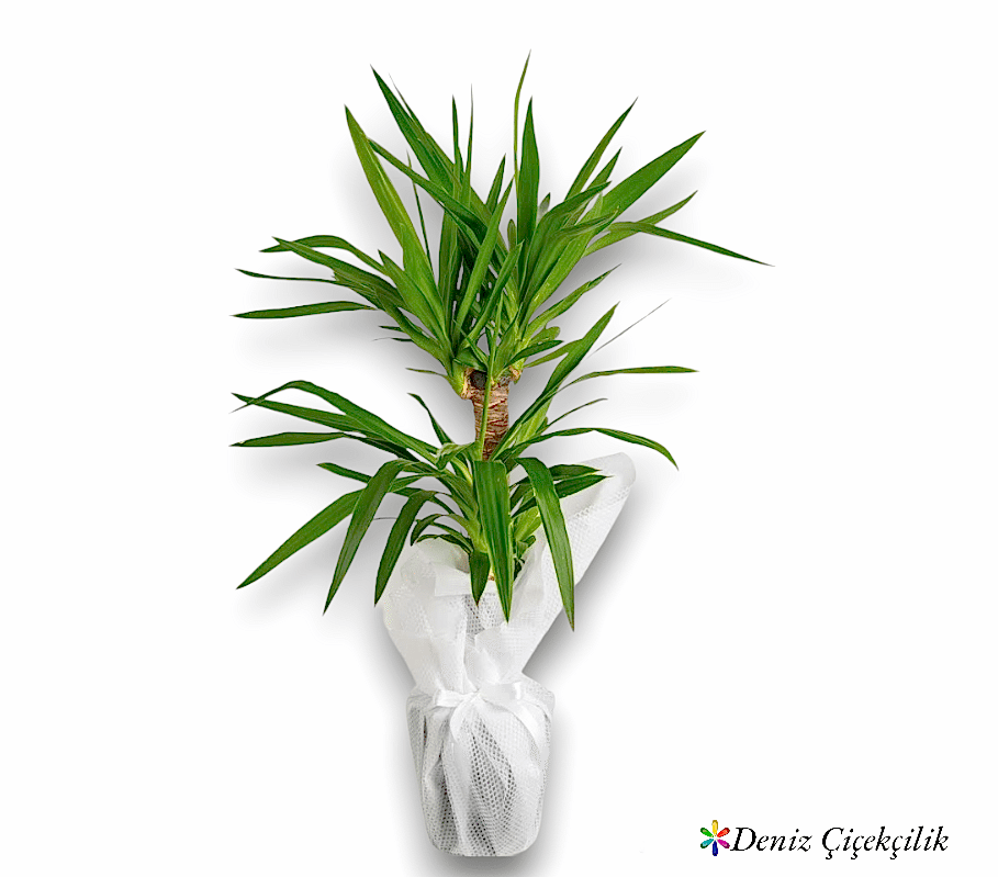 İkili Yucca Çiçeği