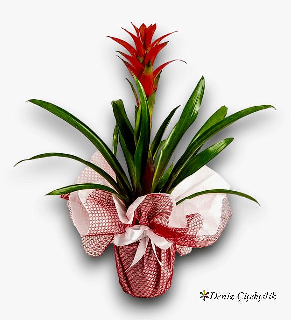 Kırmızı Guzmania Çiçeği