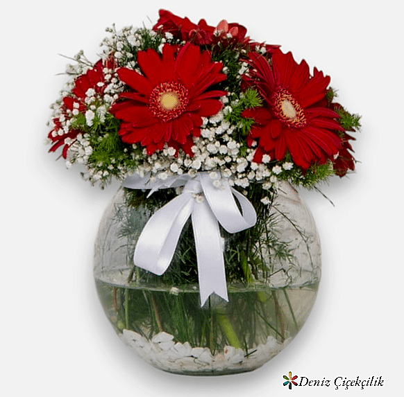Akvaryumda  Kırmızı  Gerbera