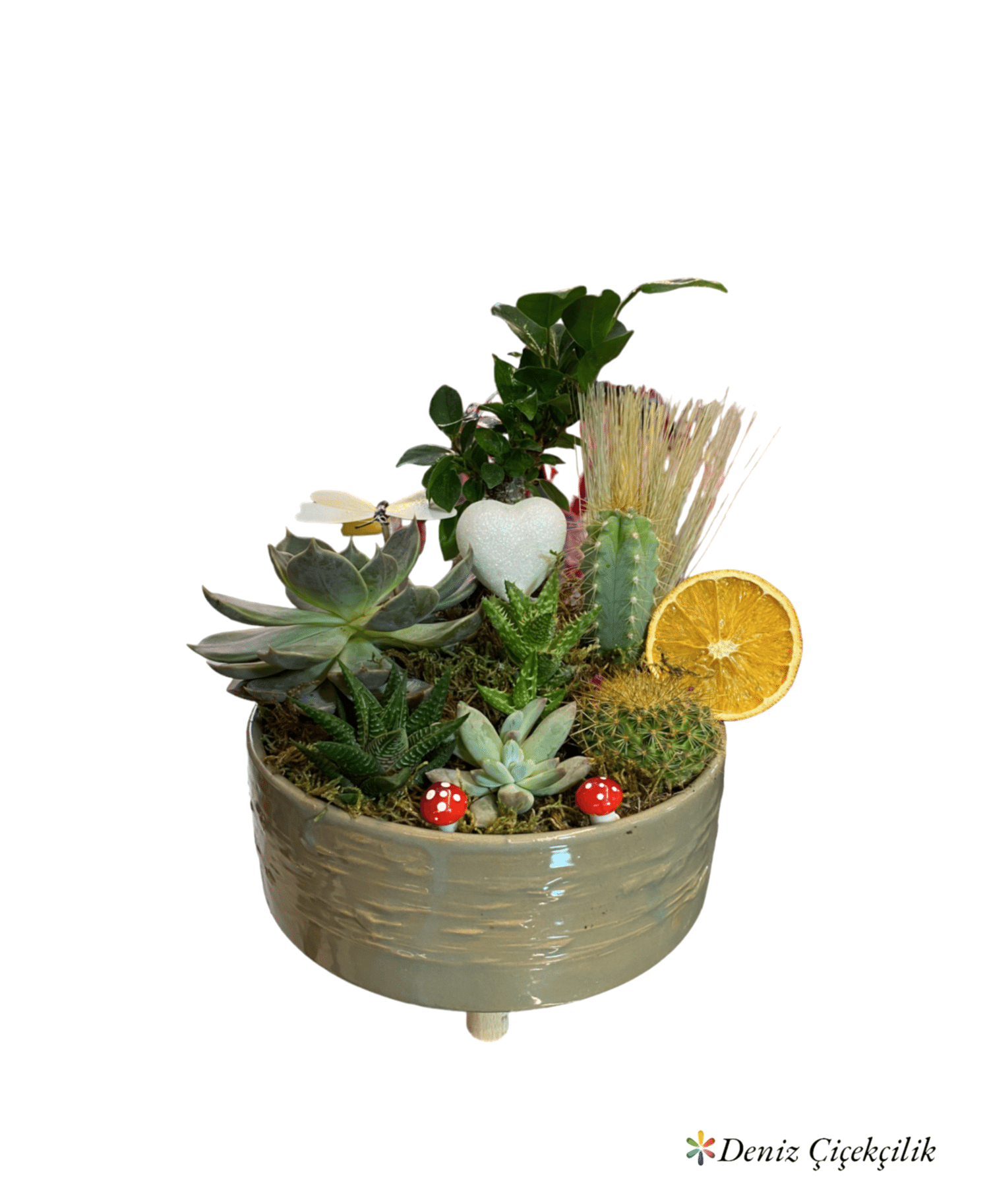 Yeşil Dekoratif Saksıda Sukulent Ve Mini Bonsai 