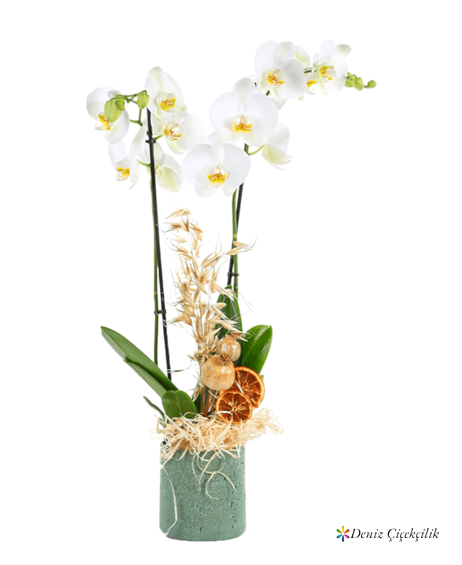 Double White Santana Orkide