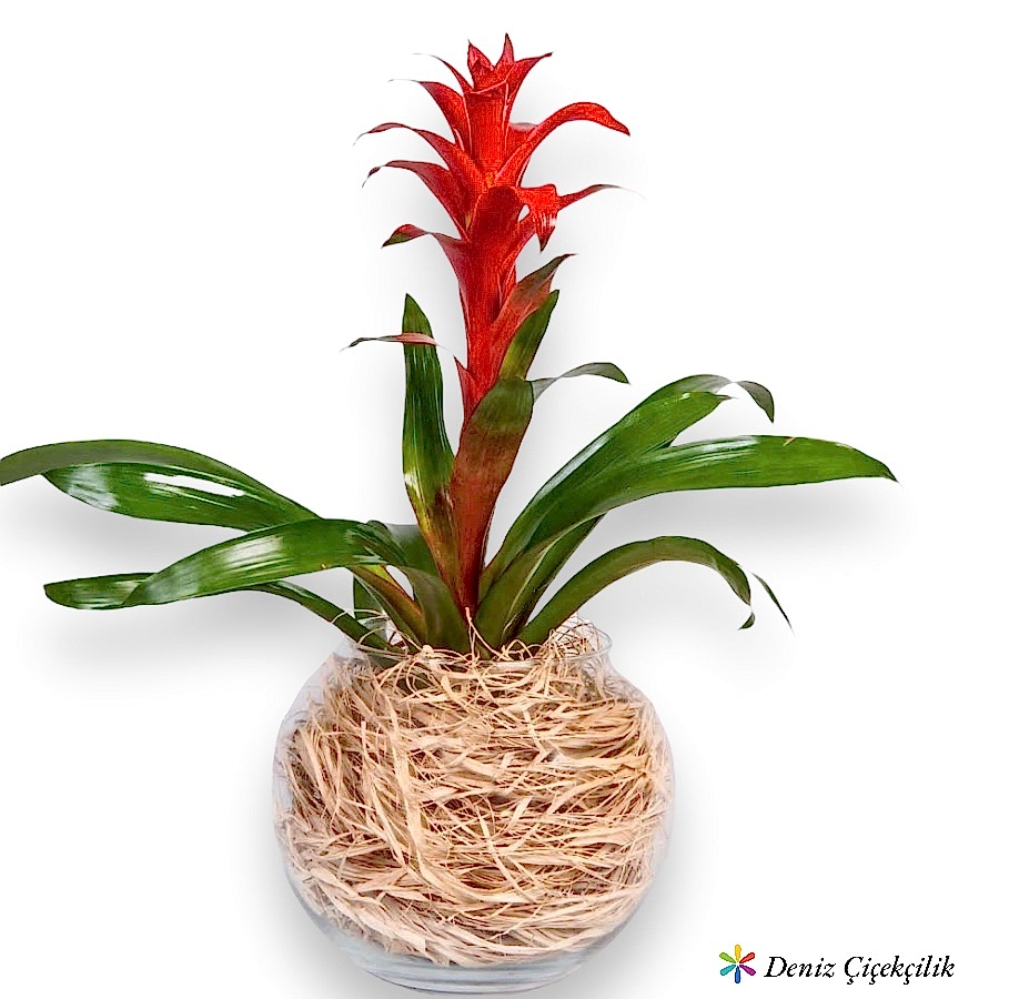 Paşabahçe Cam Fanusta Kırmızı Guzmania